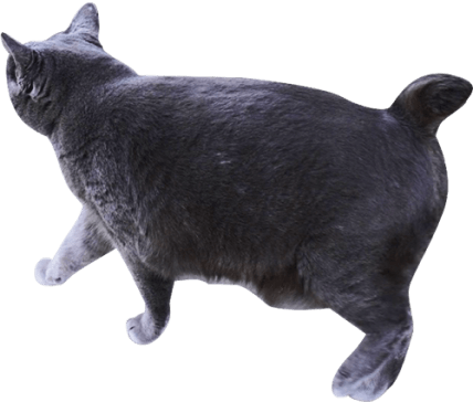 猫です