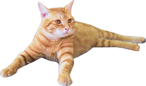 猫です