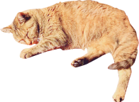猫です