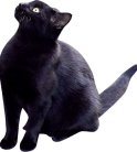 猫です